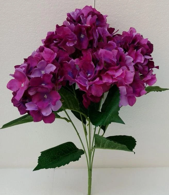 Hydrangea AHXC Bunch x5